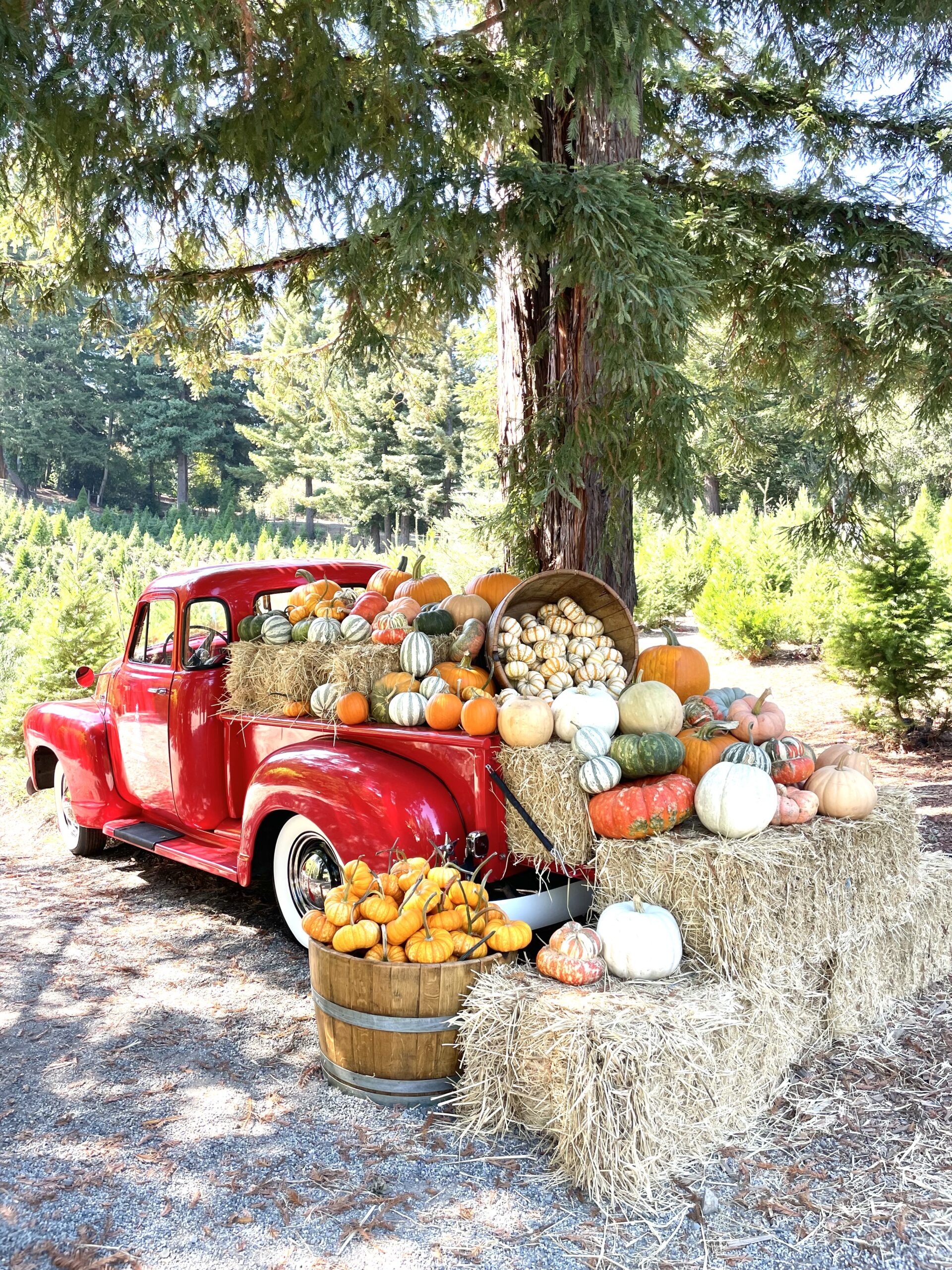 Patchen Pumpkin Patch